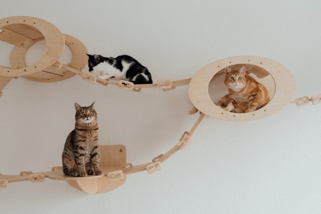 essential setup for indoor cat
care apartment living cat tree
and window perch must haves