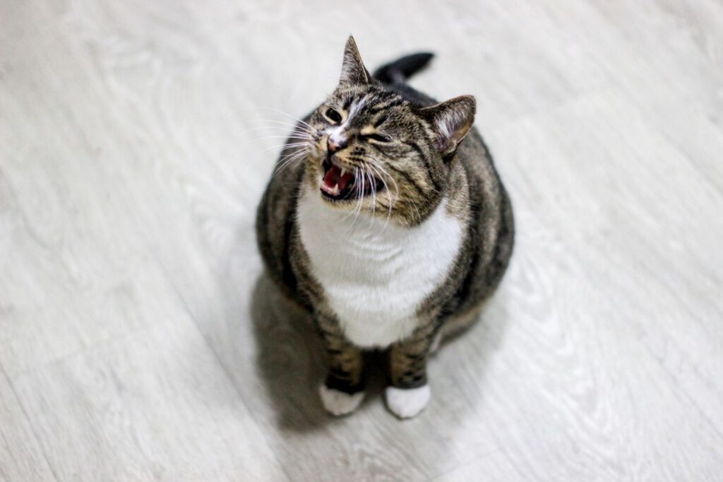 excessive meowing cat behavior
problem causes and solutions
for indoor cats 2026