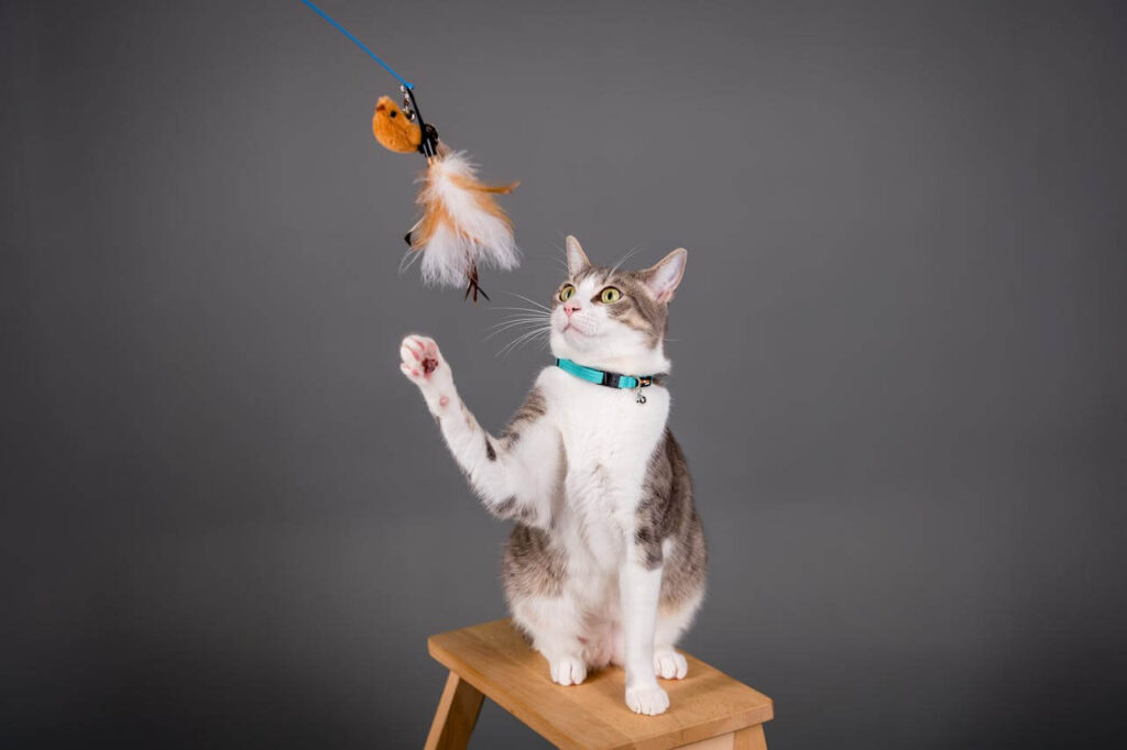 exercise ideas for indoor cats
no yard needed wand toy play
session at home