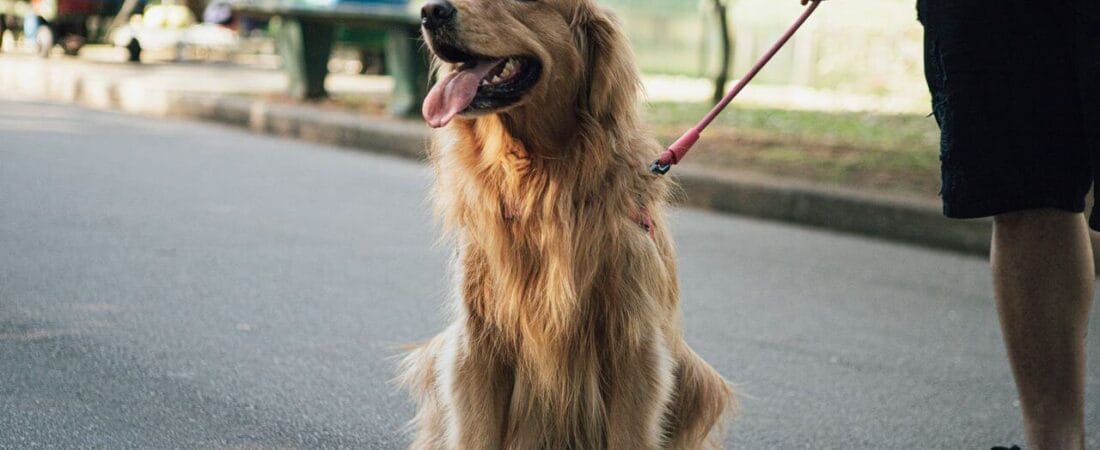 Heat Stroke Prevention in Dogs 2026: Essential Tips to Keep Your Dog Safe in Hot Weather