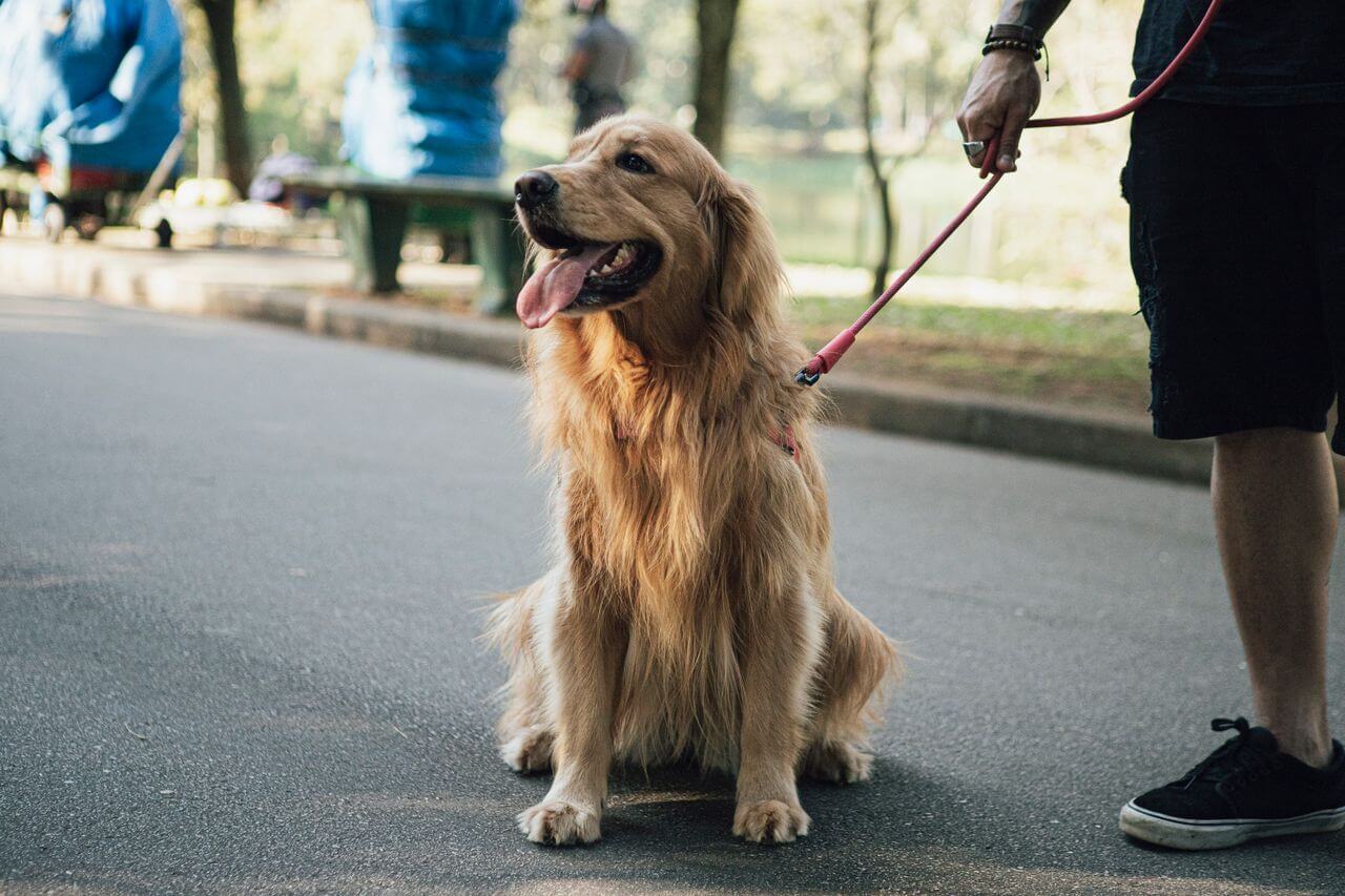 Heat Stroke Prevention in Dogs 2026: Essential Tips to Keep Your Dog Safe in Hot Weather