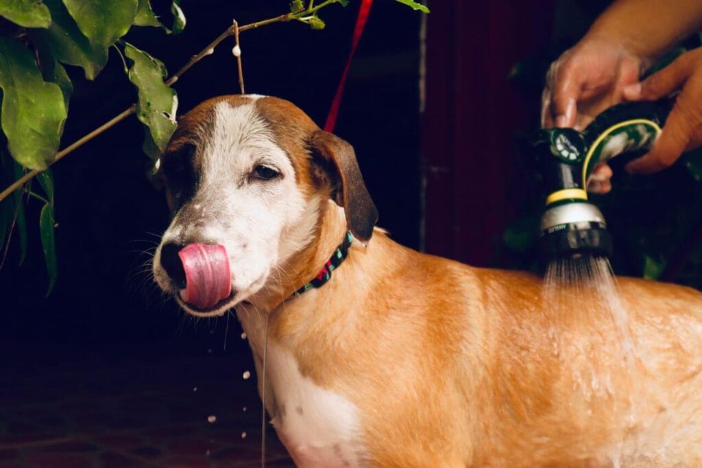 what to do if you suspect
heatstroke in dogs emergency
first aid steps