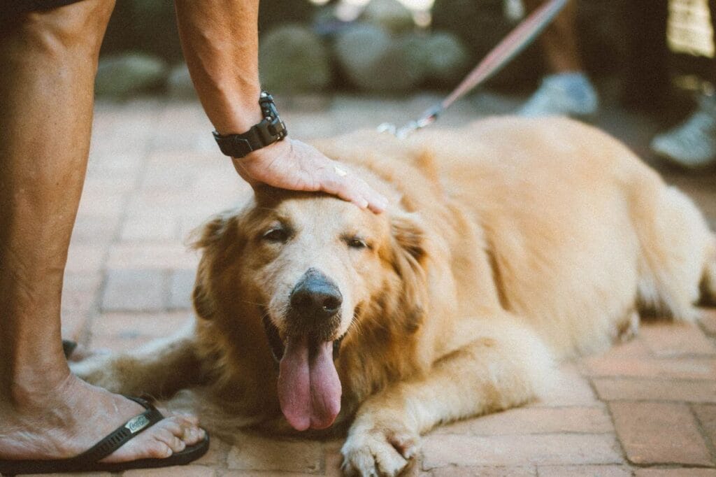 signs of heatstroke and heat
exhaustion in dogs warning
symptoms every owner must know