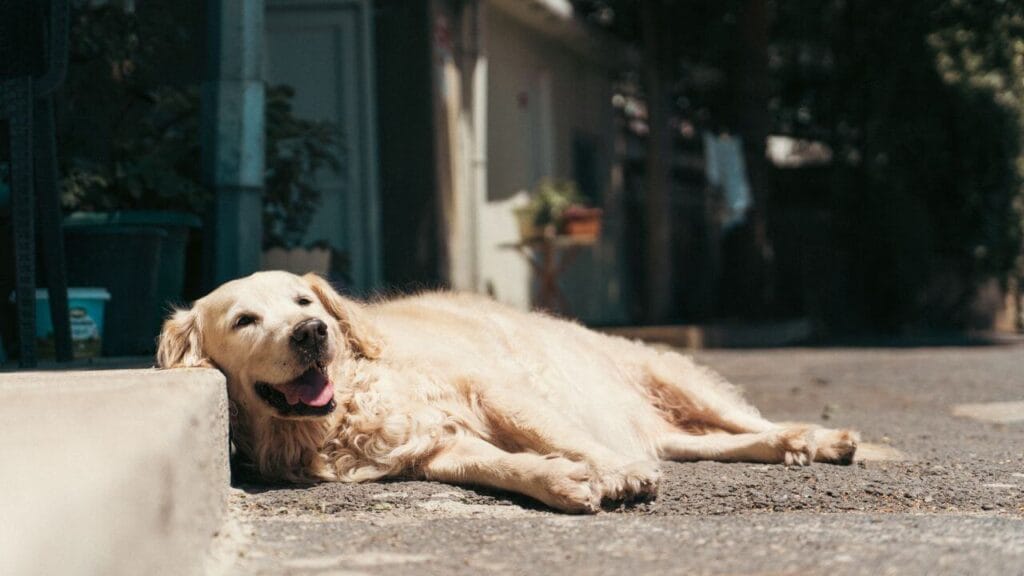 heatstroke symptoms in dogs
and cats pet emergency sign
extreme panting red gums
