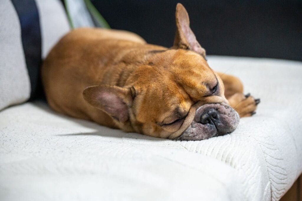 special heat stroke prevention
for high risk dog breeds
brachycephalic bulldogs pugs