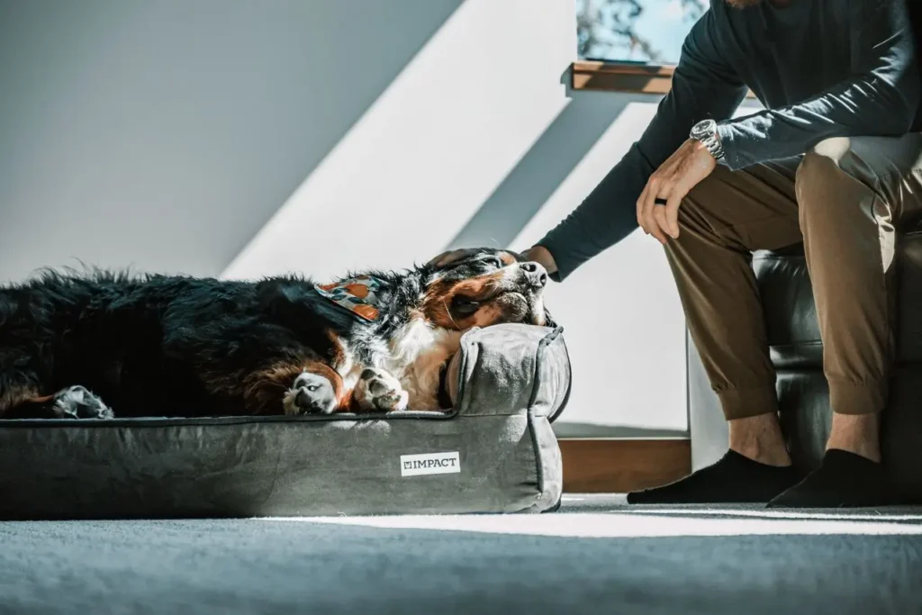 home modifications for senior
dogs with arthritis ramps
non slip mats and orthopedic beds