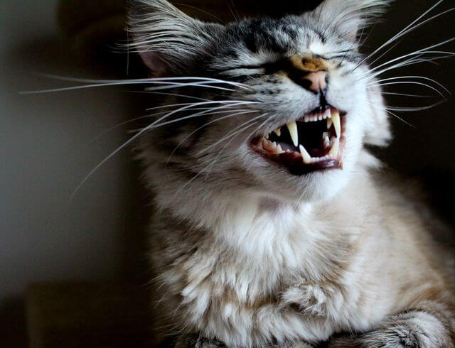 how to brush cat teeth at home
dental care guide for beginners
cat oral health tips