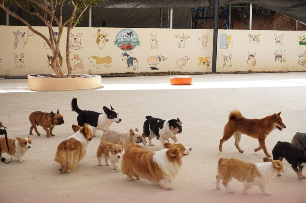 how to choose the best dog
breed for families key factors
and questions to ask before
adopting