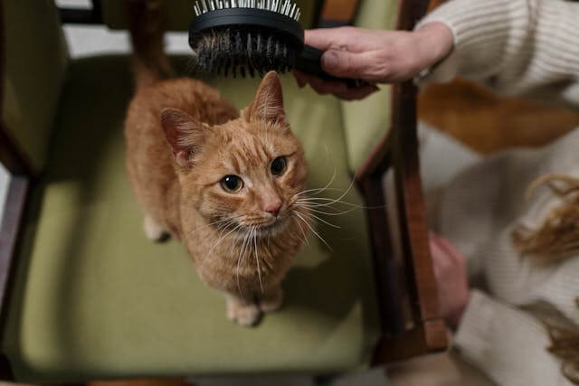 how to groom a cat that hates
being groomed pro tips for
resistant cats at home