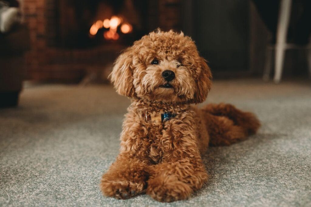 best hypoallergenic low shedding
dog breeds for families poodle
and goldendoodle 2026