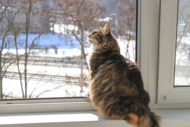 Indoor Cat Care Guide 2026: Complete Guide to Keeping Indoor Cats Happy & Healthy