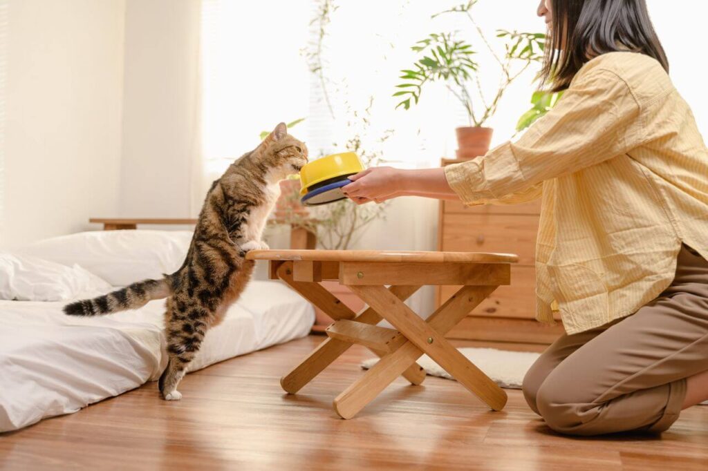 indoor cat care routine daily
schedule for a happy and
healthy indoor cat