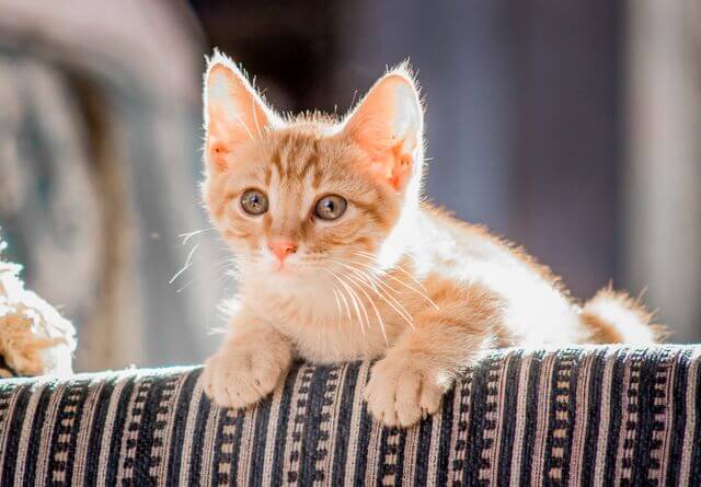 best kitten food with DHA for
brain and eye development
healthy cognitive growth