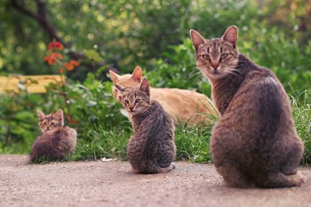 kitten nutrition critical for
healthy growth and development
first year of life