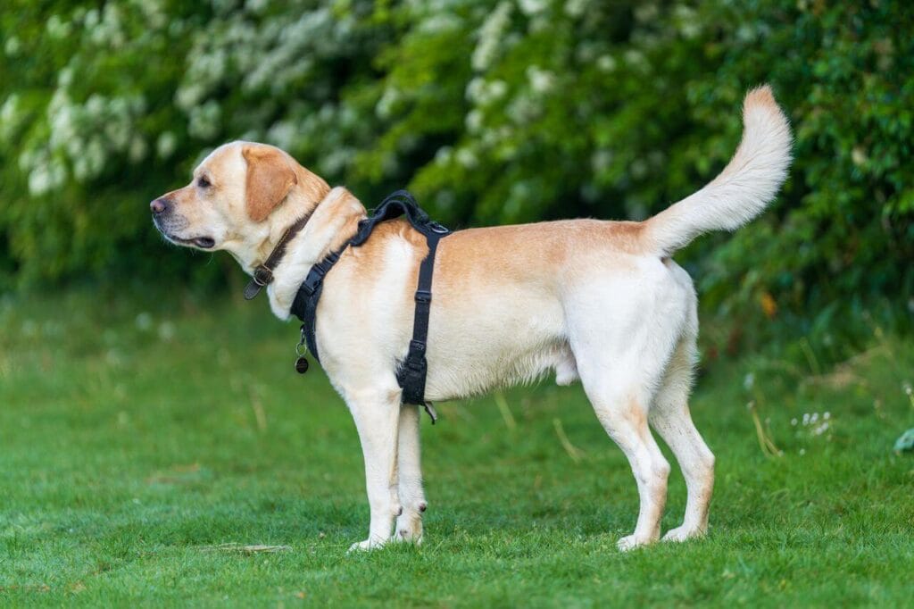 labrador retriever best family
dog playing with child outdoors
ultimate family dog breed 2026