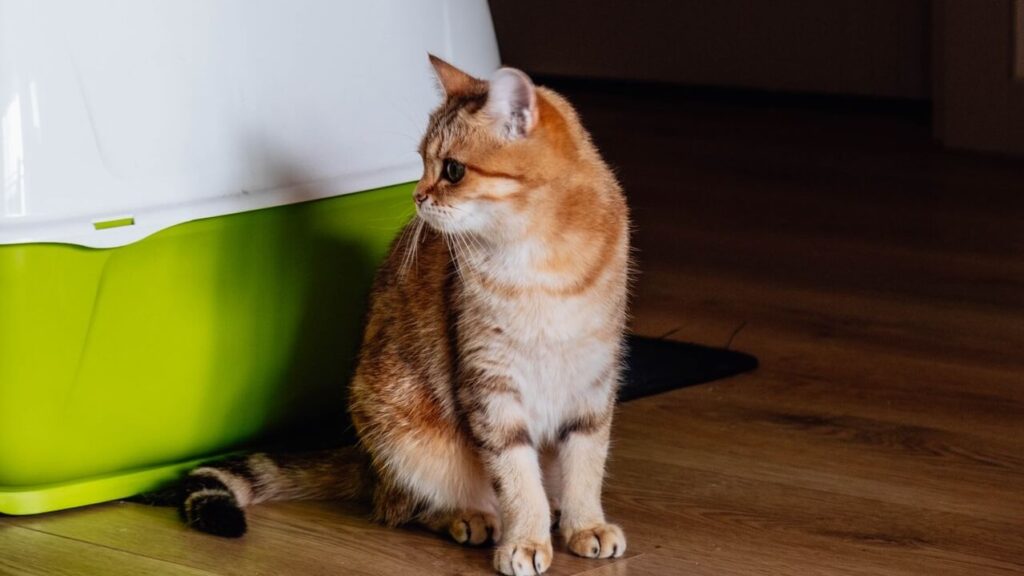 litter box management and
cleaning tips for indoor cats
proper setup and location