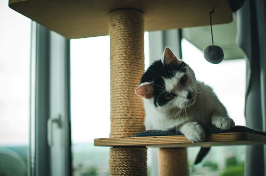 long term prevention of cat
behavior problems through
enrichment routine and daily
care habits