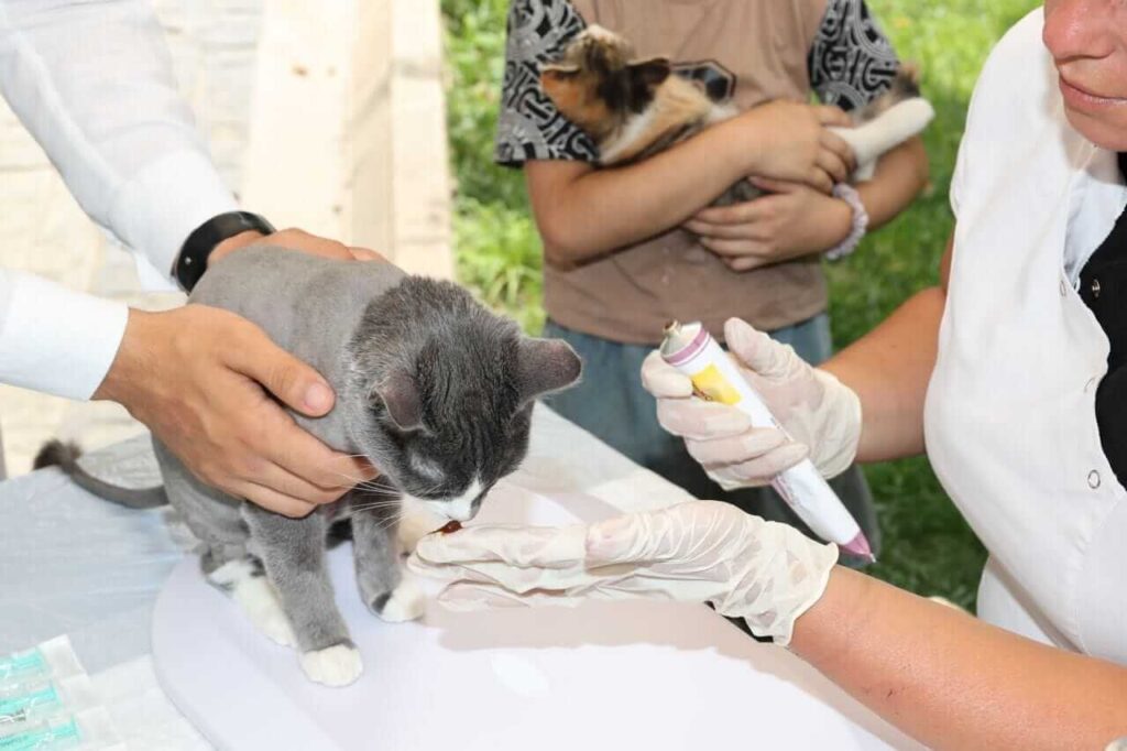 low cost and non profit vet
clinics in USA affordable pet
healthcare options 2026