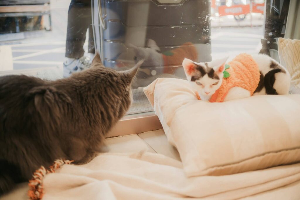multi cat household behavior
problems and solutions resource
competition and territory issues