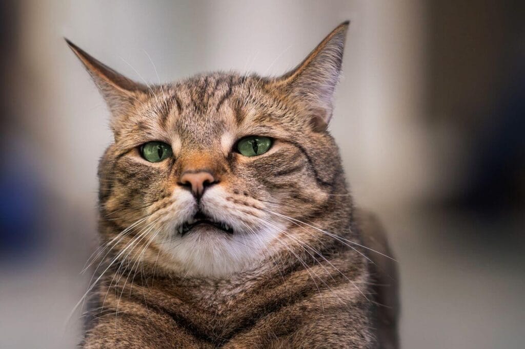 pain recognition in pets
subtle emergency signs body
language dogs and cats