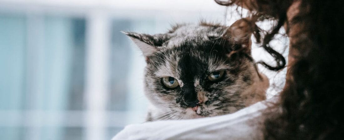 Pet Emergency Signs Every Owner Must Know in 2026: When to Rush to the Vet