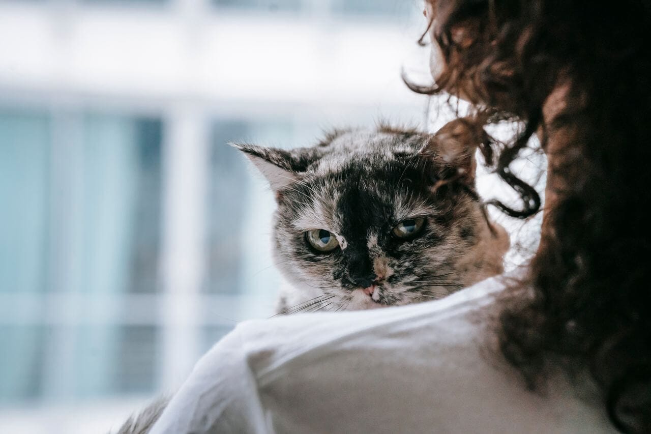 Pet Emergency Signs Every Owner Must Know in 2026: When to Rush to the Vet
