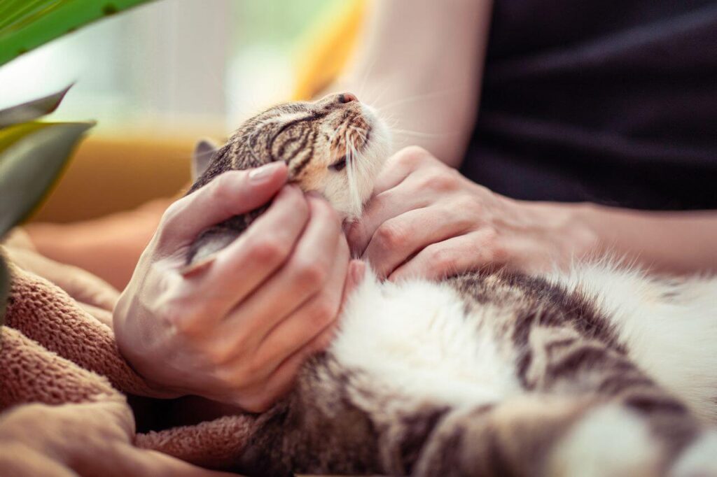 creating a pet health monitoring
system at home monthly checks
for dogs and cats early detection