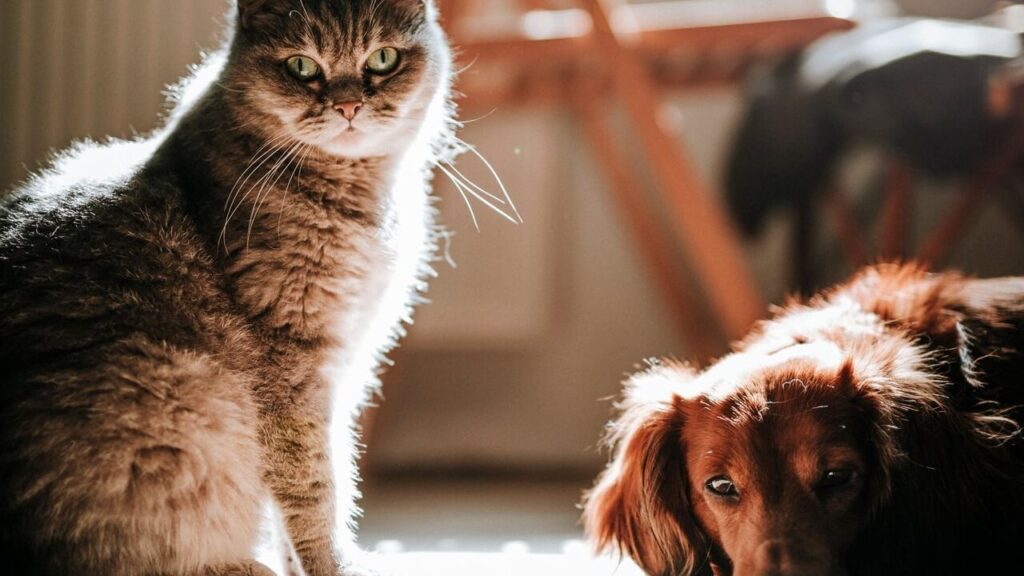 indoor pets dog and cat together
why common pet health problems
are rising in 2026 USA