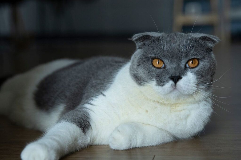 pet obesity and weight related
health problems in dogs and
cats prevention and management