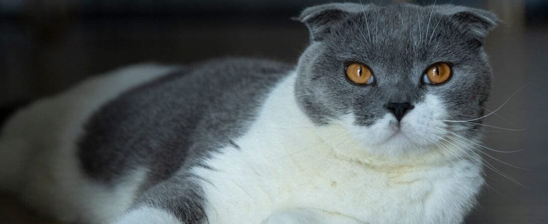 Why Is My Cat Not Eating? 10 Common Reasons and What to Do