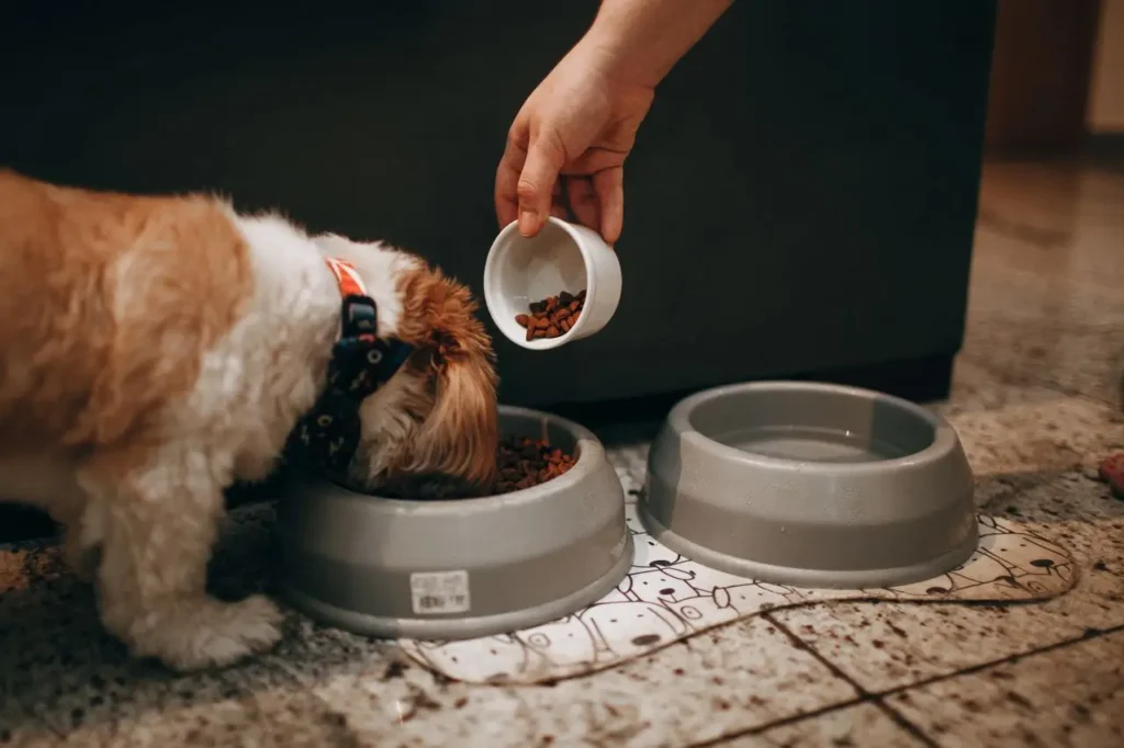best ways to prevent dehydration
in dogs fresh water access
multiple bowls and pet fountain