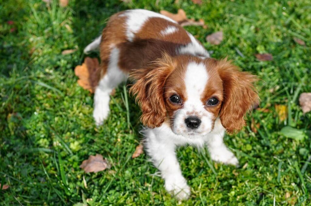 puppy exercise routine guide
first 12 months safe activity
for young dogs
