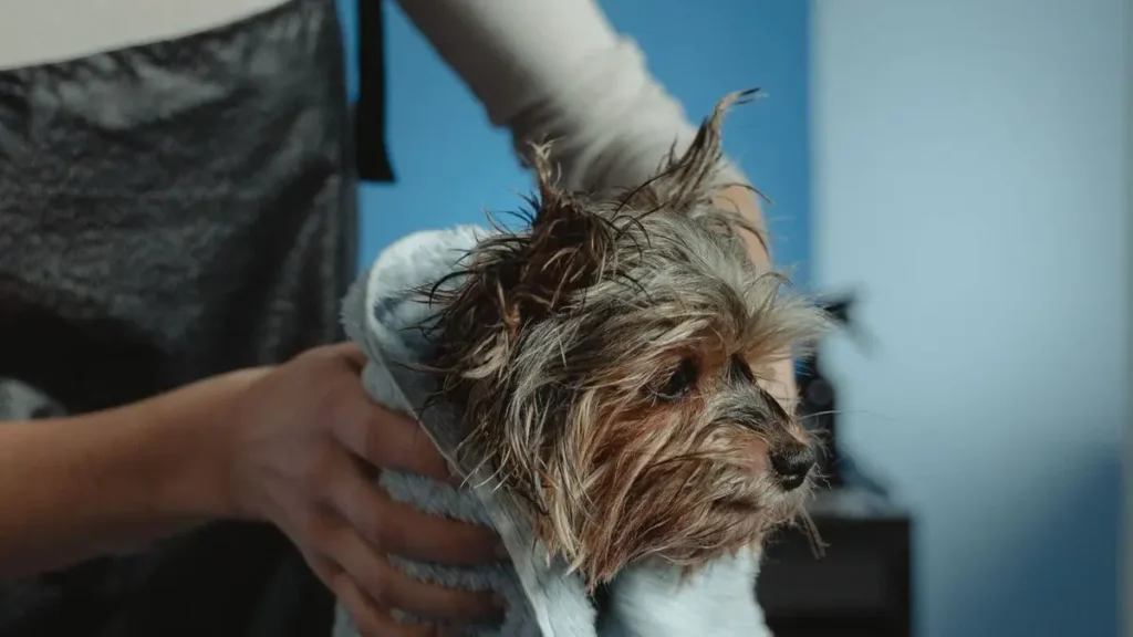 small puppy wrapped in towel after bath