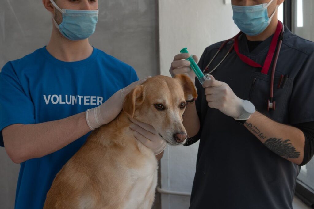 red flag symptoms pets need
immediate vet attention common
pet health emergency signs