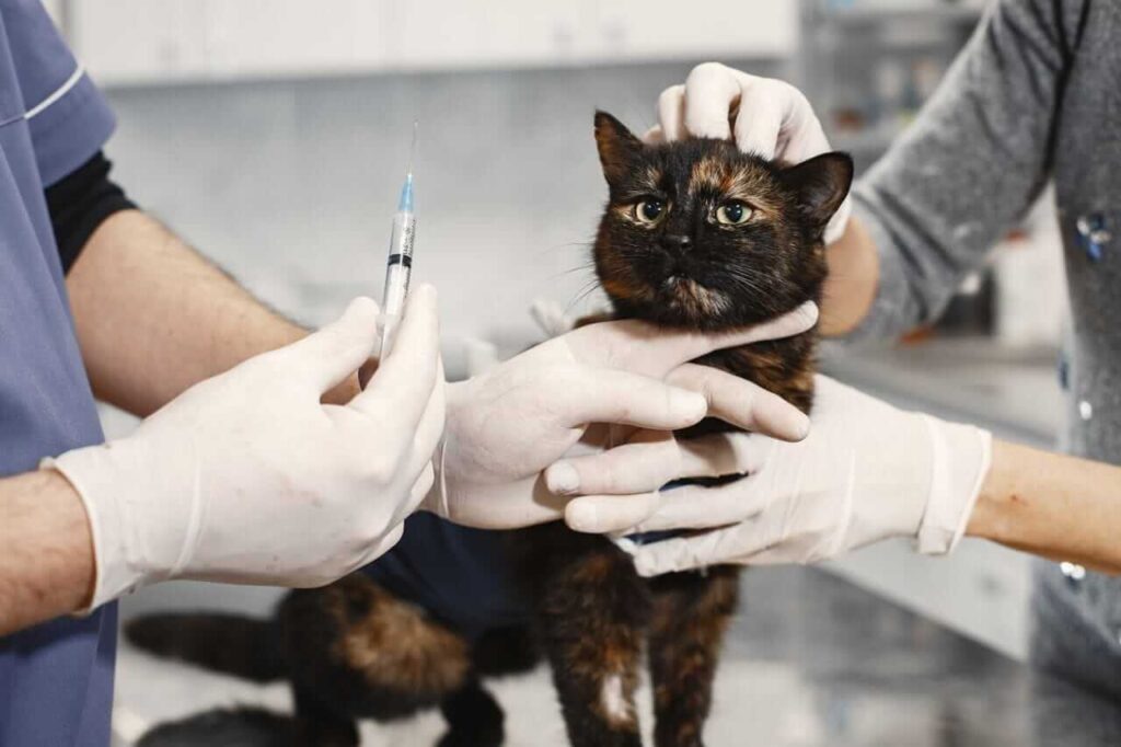 routine vet checkup and
vaccination costs in USA
average prices for dogs and cats