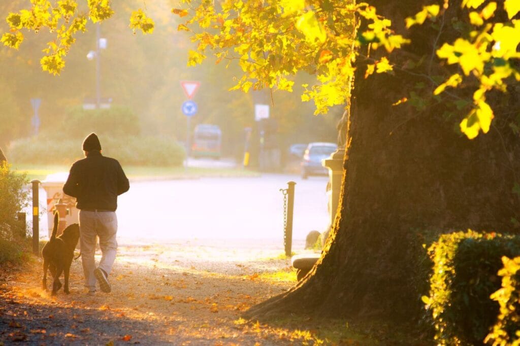 safe walking and exercise rules
to prevent heatstroke in dogs
early morning timing