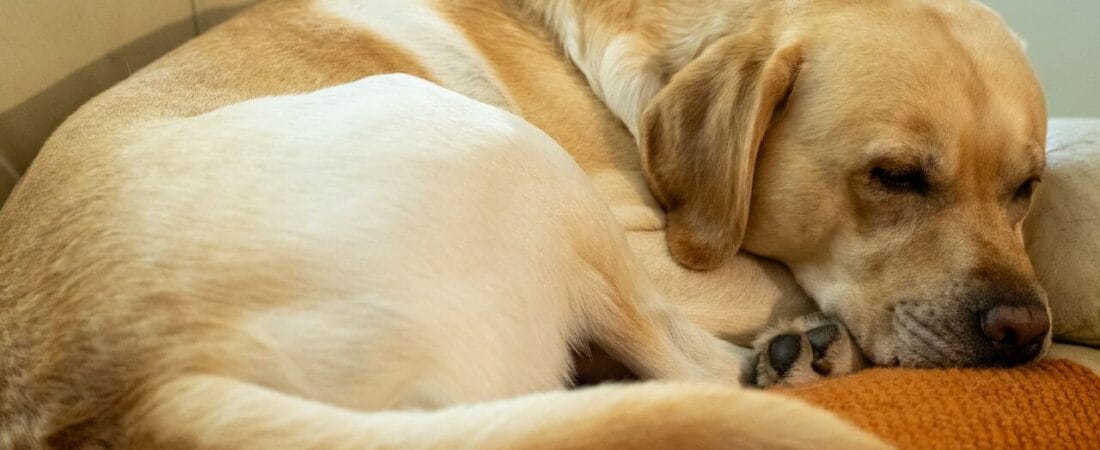 Senior Dog Care Tips 2026: How to Care for Your Older Dog Comfortably