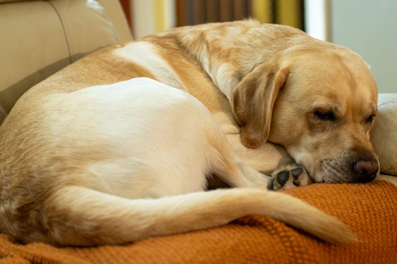 Senior Dog Care Tips 2026: How to Care for Your Older Dog Comfortably