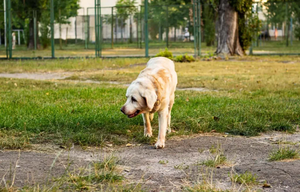 senior dog health problems
arthritis mobility issues and
pain signs in older dogs
