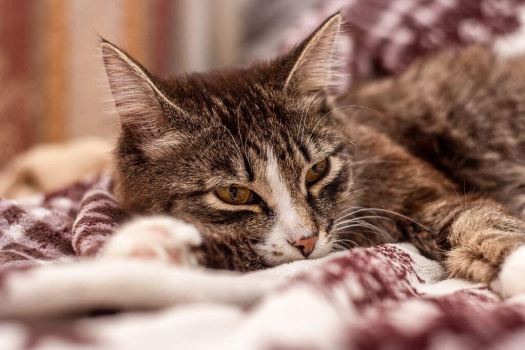 senior pet health problems
arthritis heart disease and
cognitive dysfunction in aging
dogs and cats