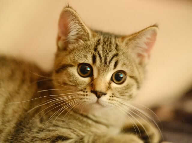 signs your kitten is growing
healthy shiny coat bright eyes
good muscle tone