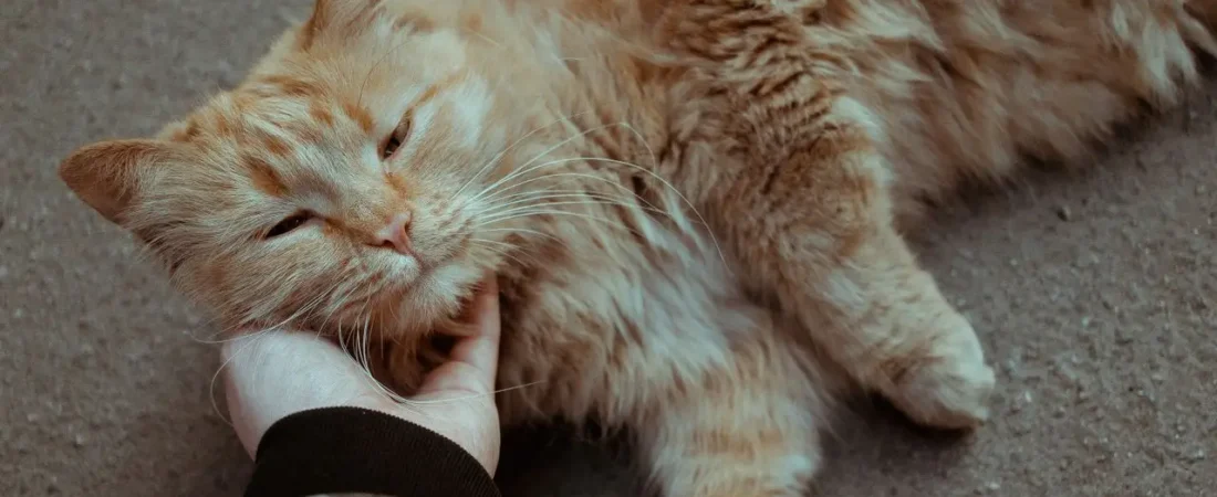 Signs Your Cat Actually Loves You: 12 Clear Ways Cats Show Affection
