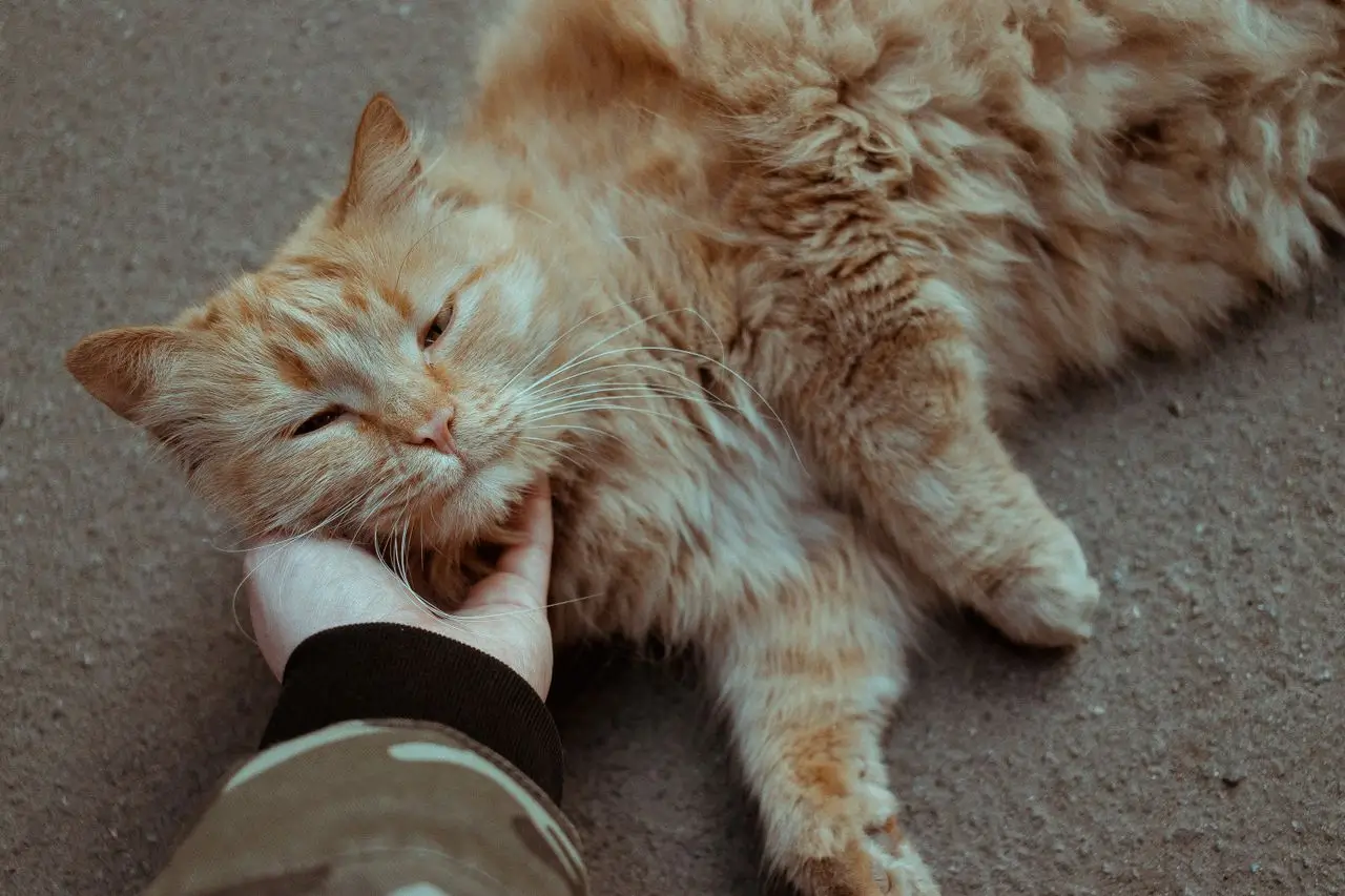 Signs Your Cat Actually Loves You: 12 Clear Ways Cats Show Affection