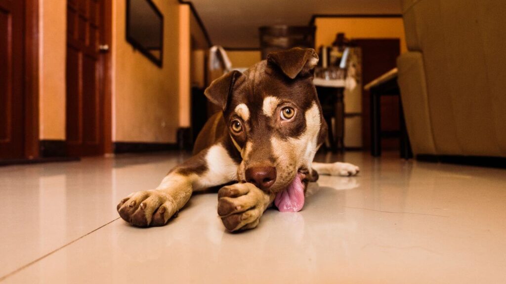 skin and allergy problems in
dogs and cats common pet health
issues signs and prevention