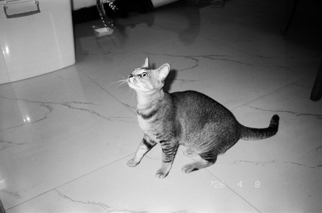 how to stop cat from jumping
on counters and tables solutions
for counter surfing behavior