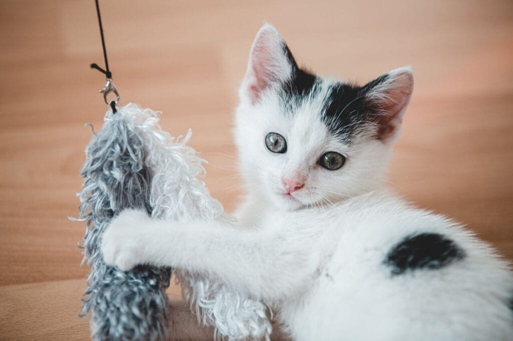 how to strengthen your bond
with your cat through play
and daily interaction