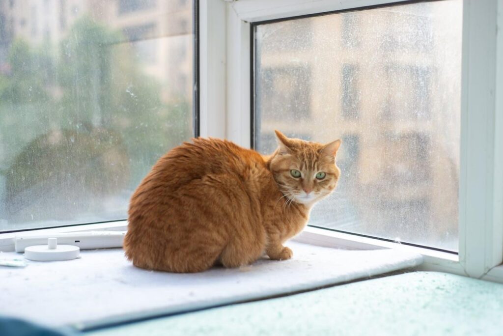 stressed or bored indoor cat
common reasons behind increased
furniture scratching behavior