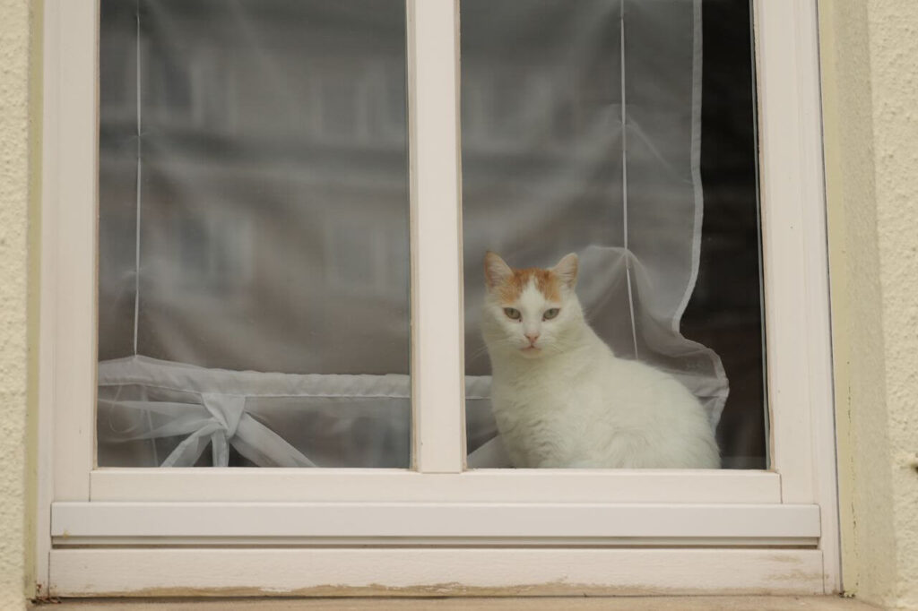 transitioning outdoor cat to
indoor only lifestyle complete
guide and tips