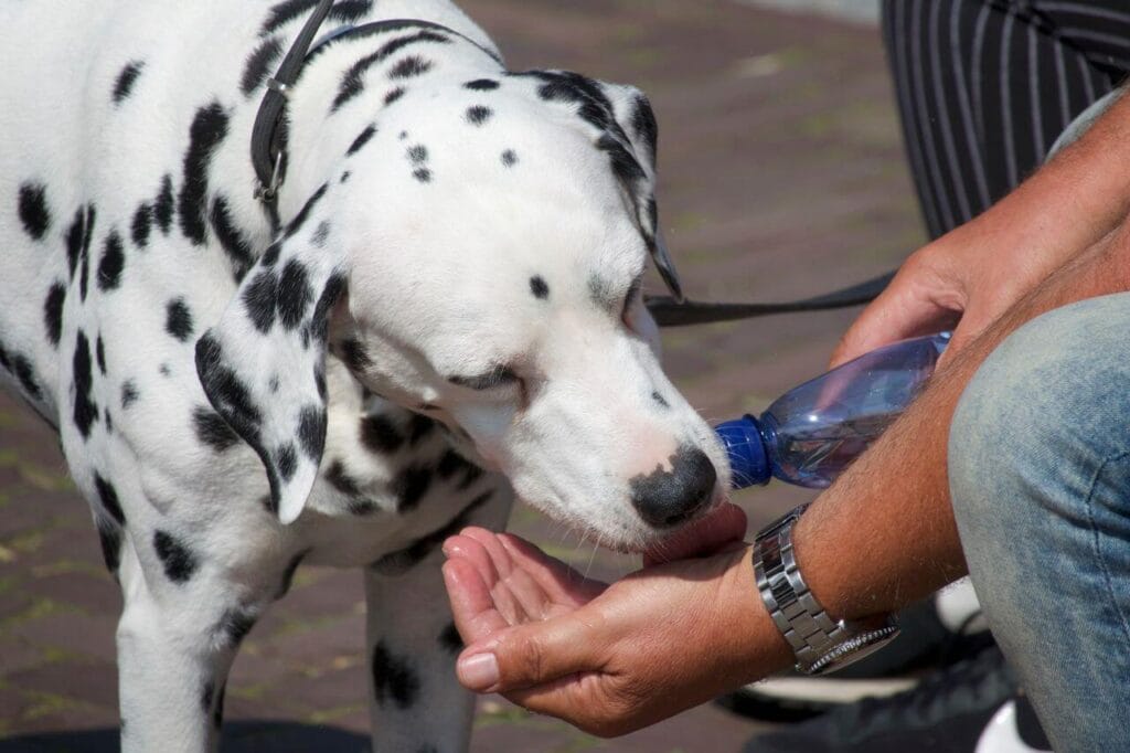 how to treat mild dog dehydration
at home offering fresh water
and broth recovery tips