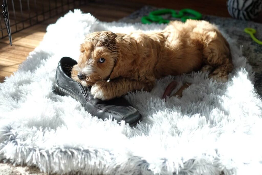 under exercised bored dog showing
destructive behavior why dog
exercise routine matters
